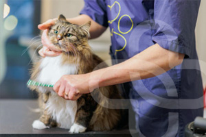 Destaca tus servicios de estética de mascotas con mobiliario en acero inoxidable